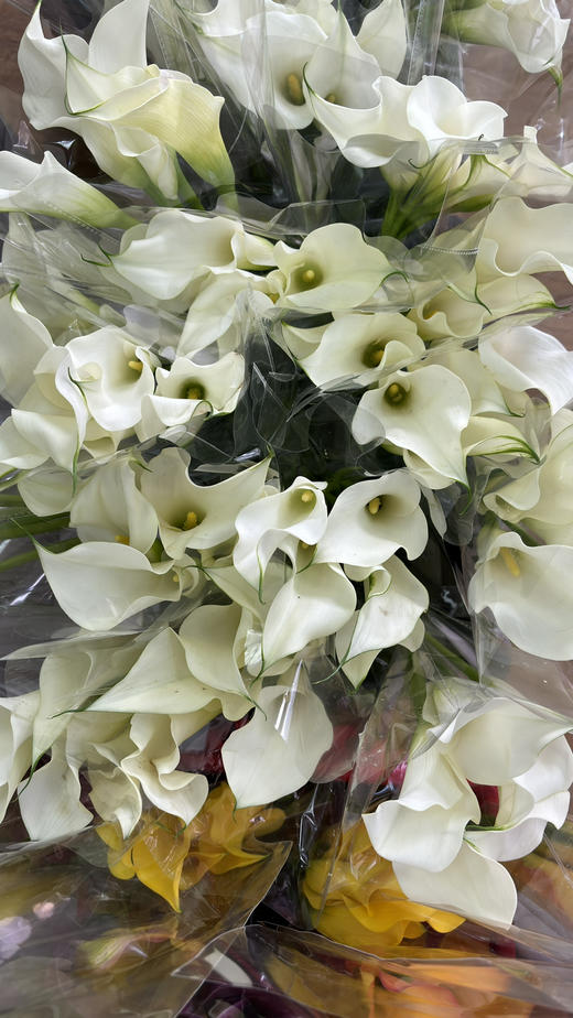 【马蹄莲】国产 （范图拉）白色 5枝/扎 商品图10