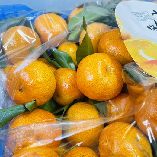 【纯甜稀缺正宗小砂糖蜜桔】多汁可口，纯甜纯甜，橘子味很正，味道浓郁！ 商品图3