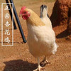 广远杏花鸡光鲜鸡750g 商品缩略图1