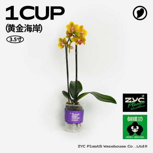 易杯呼吸杯蝴蝶兰盲盒 3.5寸 3盆装 顺丰包邮 商品图3