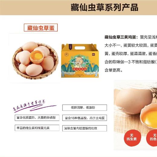 藏仙虫草鸡 虫草面 藏仙虫草蛋30枚 商品图10
