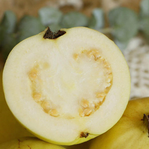 【树上熟采摘，发货慢】一旦开始就停不下来！奶油芭乐 又软又奶又香 自带菠萝甜香味 搭配酸梅粉 赞不绝口 商品图6