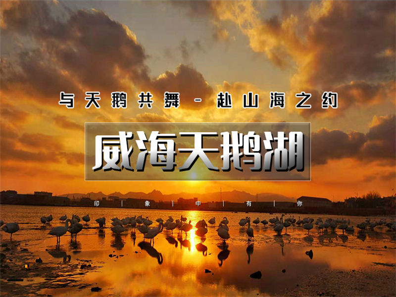 元旦3日【威海天鹅湖】网红威海一半浪漫一半山海-奔赴一场山海之约-与天鹅共舞