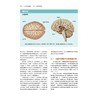 认知神经科学 关于心智的生物学 原著第5版 商品缩略图2