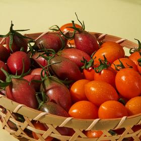 【福建•喜番小番茄】金脆小番茄+紫葡萄小番茄组合，不同番茄，不同口味，果肉晶莹剔透，酸甜多汁，营养美味~