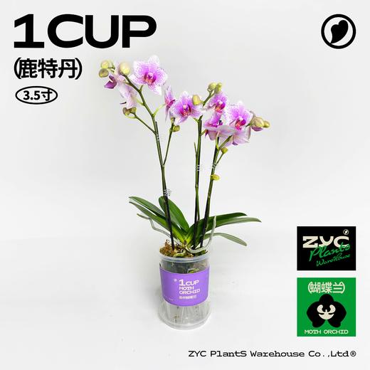 易杯呼吸杯蝴蝶兰盲盒 3.5寸 3盆装 顺丰包邮 商品图4