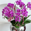 春日暄和  蝴蝶兰盆栽 商品缩略图1