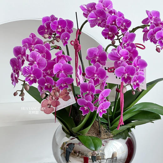 春日暄和  蝴蝶兰盆栽 商品图1