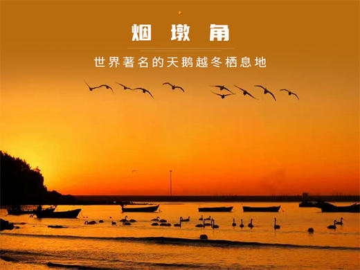 元旦3日【威海天鹅湖】网红威海一半浪漫一半山海-奔赴一场山海之约-与天鹅共舞 商品图5