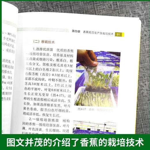 香蕉栽培与病虫害防治彩色图说【官方正版，可开发票】 商品图2