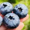 枝冠超能杯蓝莓| ，你们喜欢的枝冠超能杯蓝莓到啦，空运果子非常新鲜，这个品种非常好，颗粒大而饱满，皮薄肉细嫩，绵糯甜蜜蜜，清香扑鼻，高品质蓝莓吃起来～ 商品缩略图5