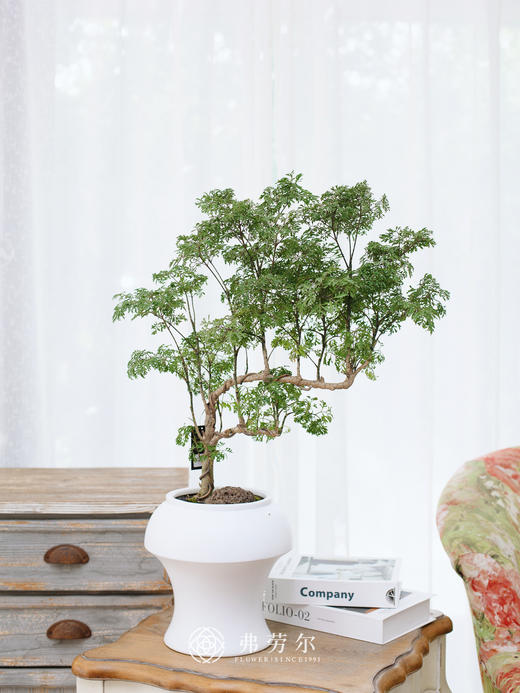 JT白盆福禄桐 商品图0