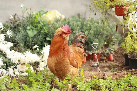 【产地直发包邮】北京油鸡 公鸡 绿嘟嘟农场 商品图1