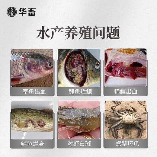 【社群专享】华畜草本五黄精华液500ml 纯中药浓缩液抗菌消炎 保肝利胆提高抵抗力 商品图1