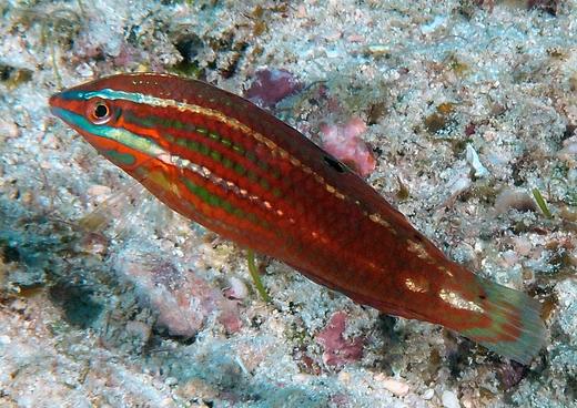 金八线龙 商品图0