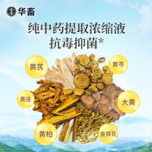 【社群专享】华畜草本五黄精华液500ml 纯中药浓缩液抗菌消炎 保肝利胆提高抵抗力 商品图2