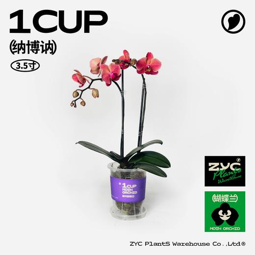 易杯呼吸杯蝴蝶兰盲盒 3.5寸 3盆装 顺丰包邮 商品图5