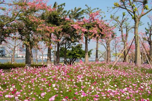 户外@【横琴繁花】花海长廊异木棉，二井湾落日，美拍欧式古堡1天 商品图2