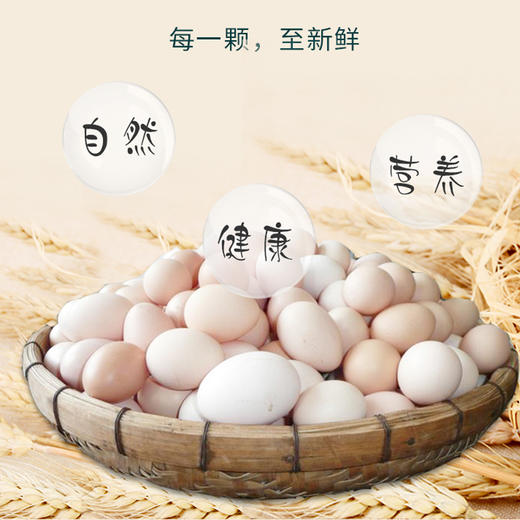 广远杏花鸡初生蛋30枚 商品图1