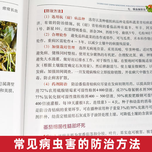 番茄高效栽培与病虫害防治彩色图谱【官方正版，可开发票，下单时留开票信息和电子邮箱】 商品图4