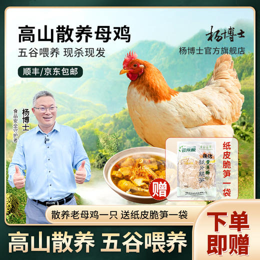 【达人链接】童子鸡、土鸡蛋、老母鸡 深山散养 全粮喂养 商品图3