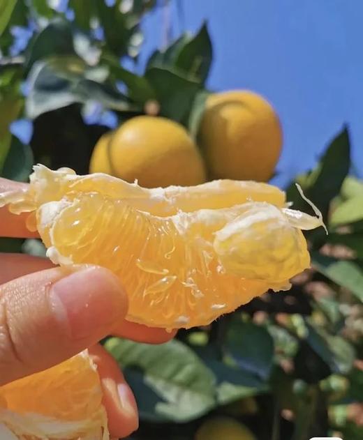 橙园几里-赣南脐橙礼盒装 8.5斤左右 商品图1