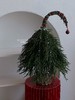 圣诞限定 歪脖圣诞树 商品缩略图1