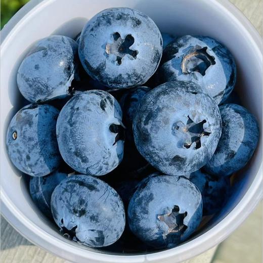 枝冠超能杯蓝莓| ，你们喜欢的枝冠超能杯蓝莓到啦，空运果子非常新鲜，这个品种非常好，颗粒大而饱满，皮薄肉细嫩，绵糯甜蜜蜜，清香扑鼻，高品质蓝莓吃起来～ 商品图1