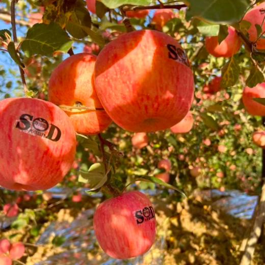 河南灵宝寺河山SOD苹果富硒红富士 脆甜冰糖心 商品图0