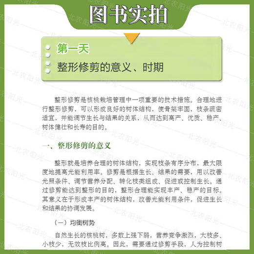核桃整形修剪7日通 彩图版果树整形修剪七日通丛书 核桃 整形修剪 剪枝 纸皮核桃 中国农业出版社 9787109266674【官方正版，可开发票，下单时留开票信息和电子邮箱】 商品图4