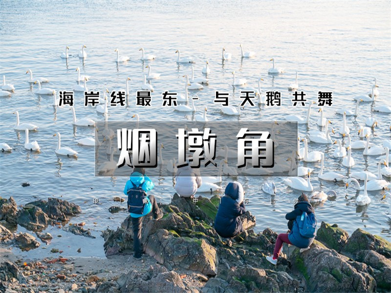 元旦3日【烟墩角】与天鹅共舞-拥抱海岸线第一绥阳光の烟墩角-天鹅湖-海草房-成山头-青州古城