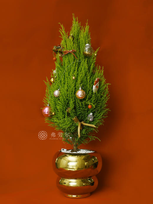 JT圣诞香松大 商品图0