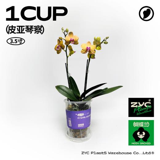 易杯呼吸杯蝴蝶兰盲盒 3.5寸 3盆装 顺丰包邮 商品图6