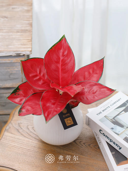 JT帝王红 商品图0