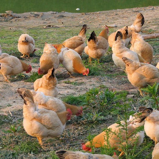 广远杏花鸡光鲜鸡750g 商品图3