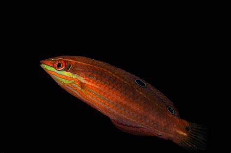 金八线龙 商品图2