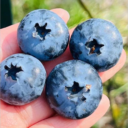 枝冠超能杯蓝莓| ，你们喜欢的枝冠超能杯蓝莓到啦，空运果子非常新鲜，这个品种非常好，颗粒大而饱满，皮薄肉细嫩，绵糯甜蜜蜜，清香扑鼻，高品质蓝莓吃起来～ 商品图4