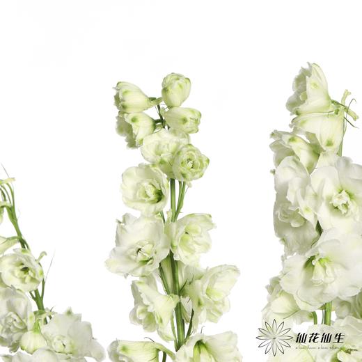 肯尼亚花材 | 大飞燕白雪Sonw white 商品图3