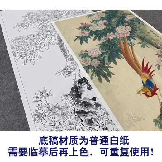 【大彩图】王庆升工笔画白描底稿《鸣春图》锦鸡临摹勾线花鸟线稿HN01 商品图3
