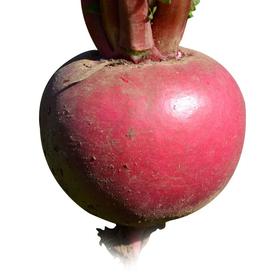 卞萝卜400g-500g/个