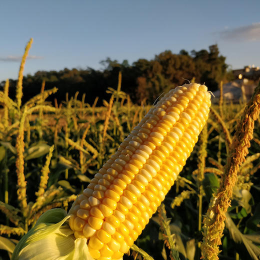 【云南水果玉米】金银玉米 嫩脆多汁 清甜爽口  新鲜现摘  双色甜玉米 3斤/4.5斤装 商品图4