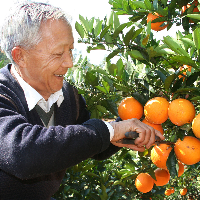 2025赣南脐橙10斤装  送礼自用都适合 新鲜橙子 来自江西赣州安远县 获得绿色食品认证的好橙 4.5kg/箱