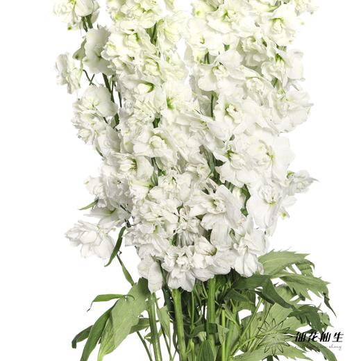 肯尼亚花材 | 大飞燕白雪Sonw white 商品图2