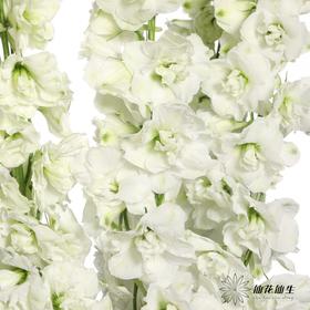 肯尼亚花材 | 大飞燕白雪Sonw white