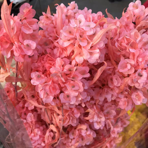 迎客豆.粉色 商品图0