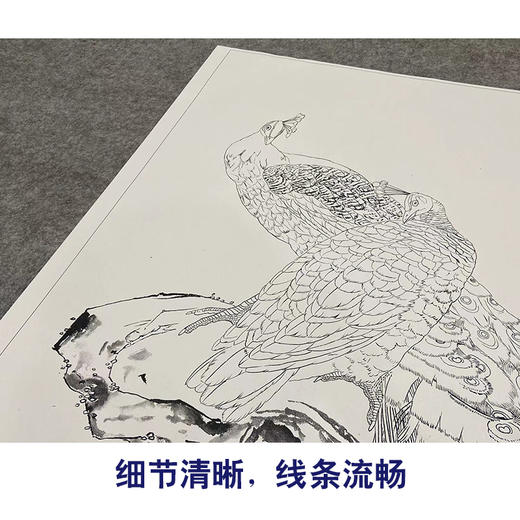 【大彩图】刘奎龄工笔画白描底稿《孔雀牡丹图》临摹勾线花鸟线稿HN17 商品图4