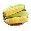 【云南水果玉米】金银玉米 嫩脆多汁 清甜爽口  新鲜现摘  双色甜玉米 3斤/4.5斤装 商品缩略图5