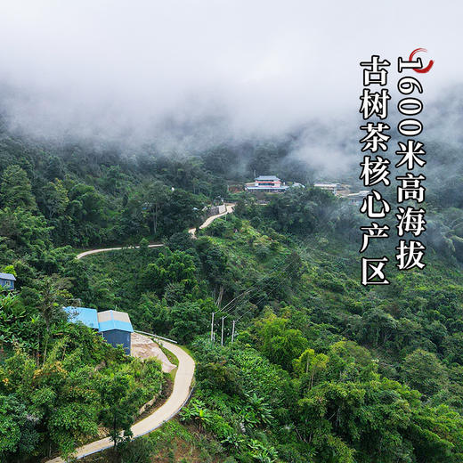 【引爆双十一放大漏！！每天仅10箱！！！】【新班章野韵古树红茶】满足您挑剔的味蕾新班章荒野古树发酵晒红整箱500克可长期存放的红茶 商品图3