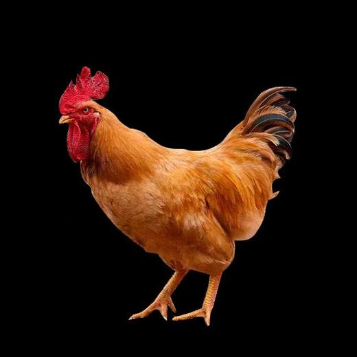 藏仙虫草鸡 虫草面 藏仙虫草蛋30枚 商品图1