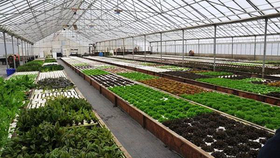 7.精彩纷呈的鱼菜共生到底有哪些玩法，这篇文章讲透了